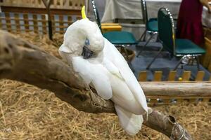 Papageien sind posieren zu nehmen das Bild. Vogel ist ein Beliebt Haustier im Thailand. foto