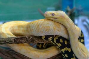 Albino-Burma-Python foto