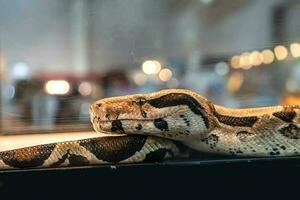 Ball Python ist ein Beliebt Haustier im Thailand. foto