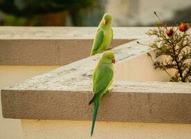 zwei Grün Vögel foto