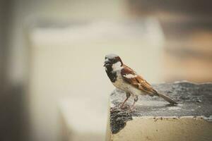 braun und Weiß Vogel auf grau Beton Zaun während tagsüber foto