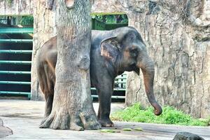 Dies ist ein Foto des Sumatra-Elefanten Elephas Maximus Sumatranus im Wildpark oder Zoo.