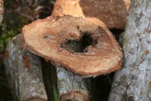 albasiah Holz sind häufig benutzt zum Sperrholz oder gehackt Brennholz im Vorbereitung zum Winter. foto