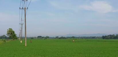 ein Aussicht von Grün Reis Felder und Gardens mit Blau Himmel und Weiß Wolken und das Silhouette von ein Berg foto