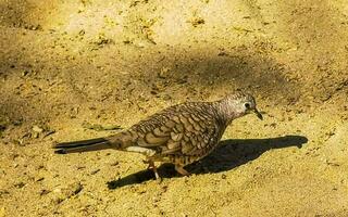 rötlich Boden Tauben Taube Vögel picken zum Essen im Mexiko. foto