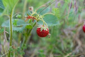 pflücken reif wild Erdbeeren im das Gras auf ein Sommer- Tag. foto