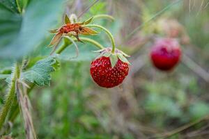 pflücken reif wild Erdbeeren im das Gras auf ein Sommer- Tag. foto