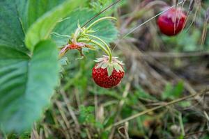 pflücken reif wild Erdbeeren im das Gras auf ein Sommer- Tag. foto