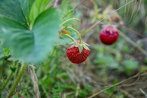 pflücken reif wild Erdbeeren im das Gras auf ein Sommer- Tag. foto