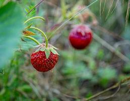 pflücken reif wild Erdbeeren im das Gras auf ein Sommer- Tag. foto