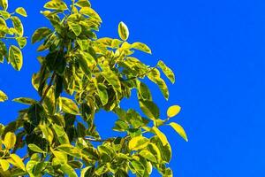 enorm schön Ficus Maxima Feige Baum Blätter mit Blau Himmel. foto