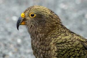 kea alpin Papagei von Neu Neuseeland foto