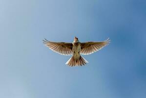 eurasisch Feldlerche Vogel foto