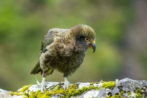 kea alpin Papagei von Neu Neuseeland foto