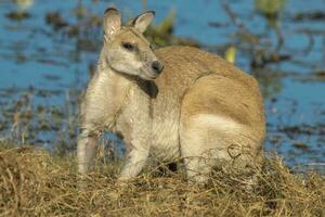 agil Wallaby im Australien foto