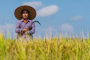 asiatischer Bauer, der im Reisfeld unter blauem Himmel arbeitet foto