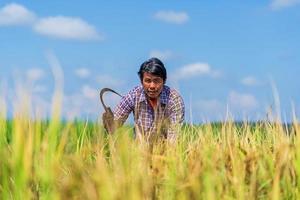 asiatischer Bauer, der im Reisfeld unter blauem Himmel arbeitet foto