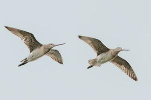 Bar-Tailed Pate im Australien foto