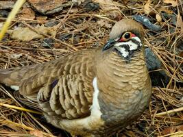 Squatter Taube im Australien foto