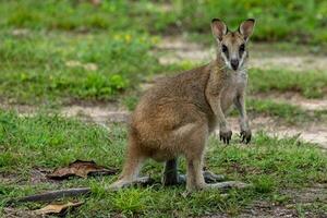 agil Wallaby im Australien foto