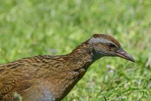 weka endemisch Schiene von Neu Neuseeland foto