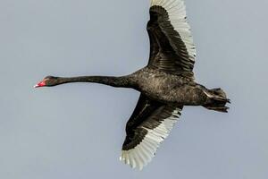 schwarz Schwan im Australien foto