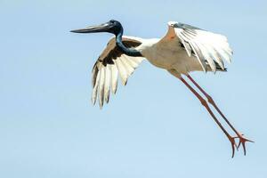 jabiru schwarzhalsig Storch foto