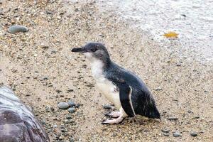 wenig Blau oder Fee Pinguin foto