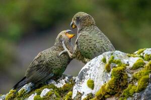 kea alpin Papagei von Neu Neuseeland foto