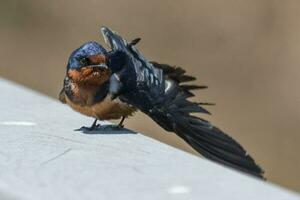 Scheune schlucken Vogel foto