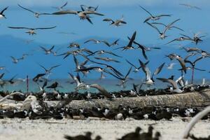 Michaeli Cay, Queensland Australien foto