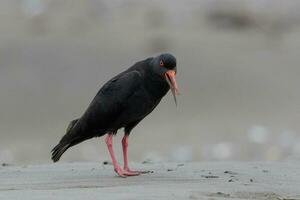 Variabler Austernfischer in Neuseeland foto