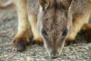 Felsen Wallaby im Australien foto