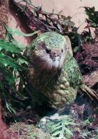 Kakapo gefährdet Nacht Papagei von Neu Neuseeland foto