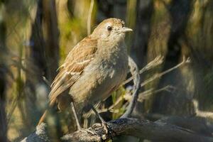 Süd- schrubben Robin foto