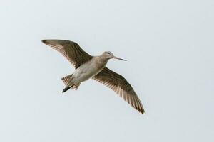 Bar-Tailed Pate im Australien foto