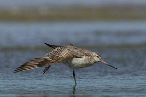 Bar-Tailed Pate im Australien foto