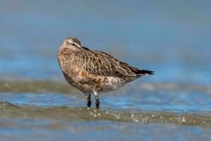 Bar-Tailed Pate im Australien foto