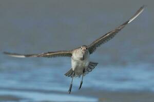 Bar-Tailed Pate im Australien foto