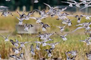 Watvögel Beflockung im Neu Neuseeland foto