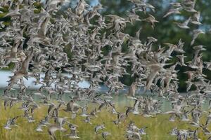 Watvögel Beflockung im Neu Neuseeland foto