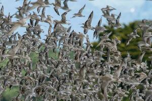 Watvögel Beflockung im Neu Neuseeland foto