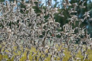 Watvögel Beflockung im Neu Neuseeland foto