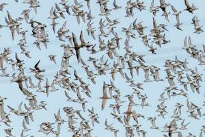 Watvögel Beflockung im Neu Neuseeland foto