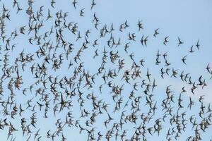 Watvögel Beflockung im Neu Neuseeland foto
