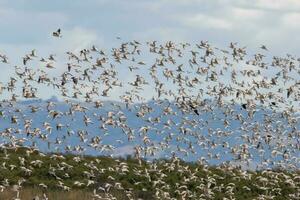 Watvögel Beflockung im Neu Neuseeland foto