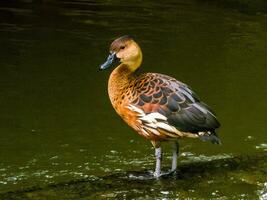 wandern Pfeifen Ente foto