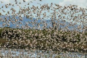 Watvögel Beflockung im Neu Neuseeland foto