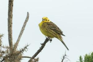 verbreitet Yellowhammer Fink foto