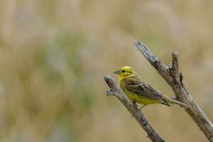 verbreitet Yellowhammer Fink foto